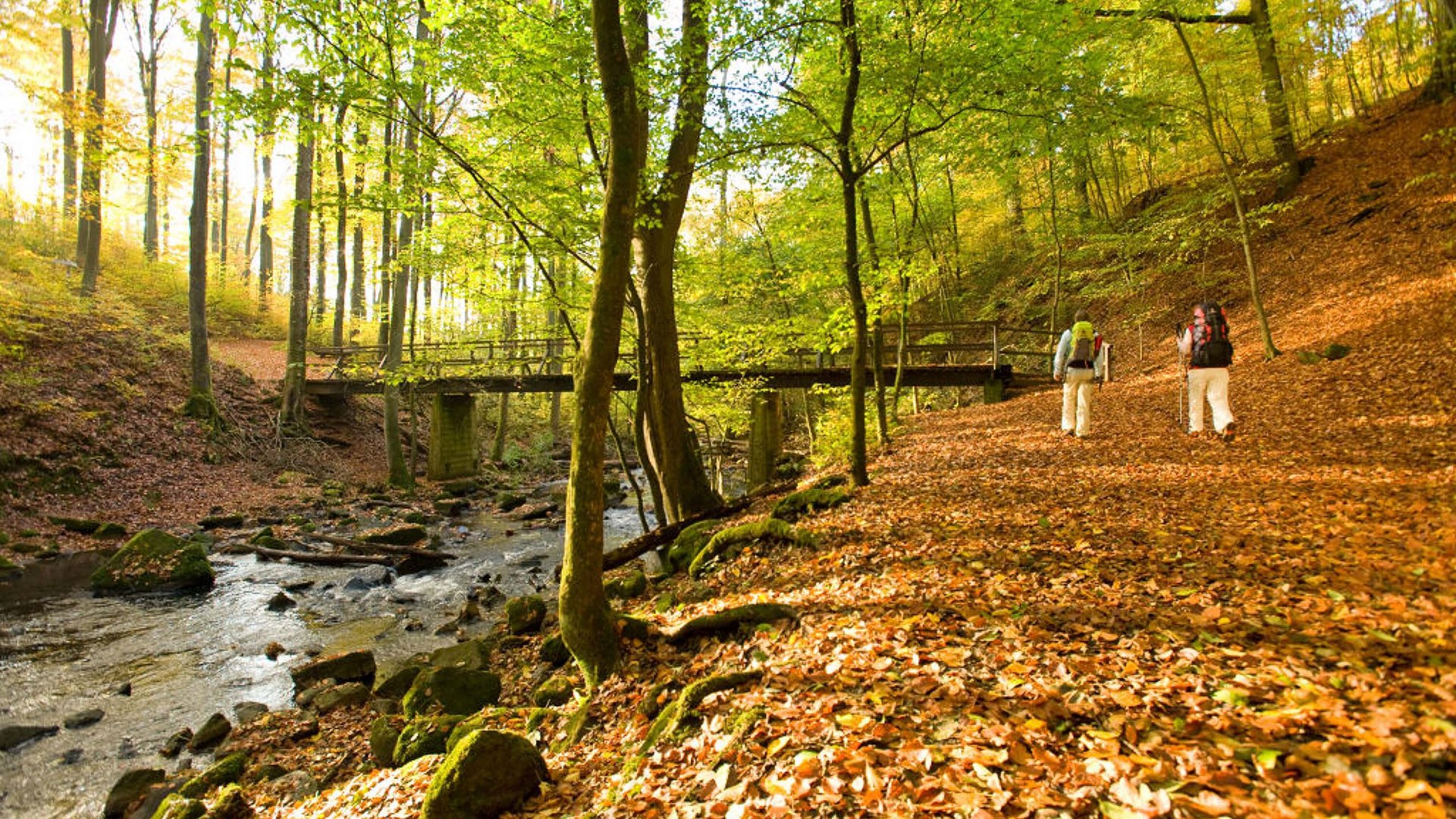 Erlebe die Eifel mit dem Fahrrad – Natur, Freiheit & Komfort Zwei Wanderer gehen im Herbstwald an einem Bach und einer hölzernen Brücke vorbei