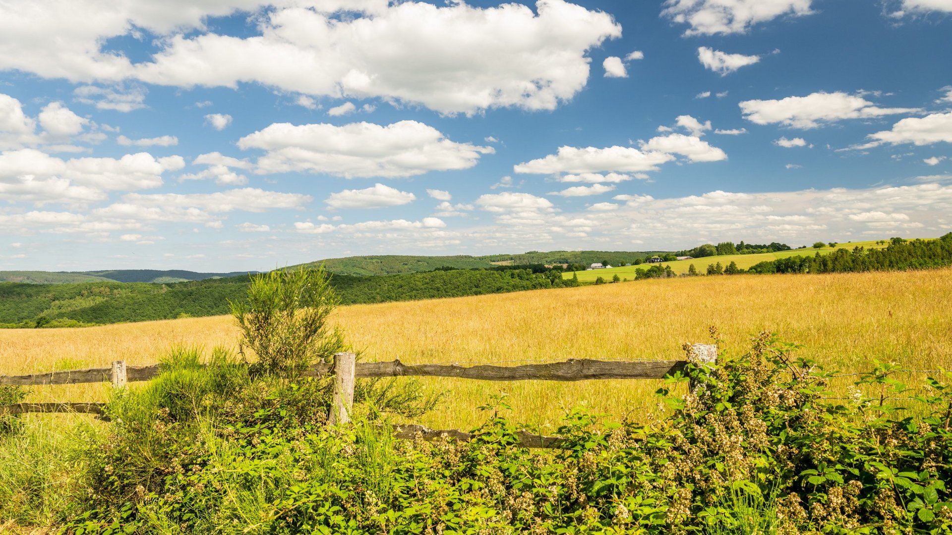 A holiday apartment in Schleiden-Gemünd at the national park Fields with hedges and wooden fence under a blue sky with white clouds