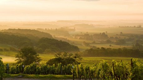 Ferien in der Eifel: ein erster Einblick Vineyard landscape with morning fog and golden sunlight in the background