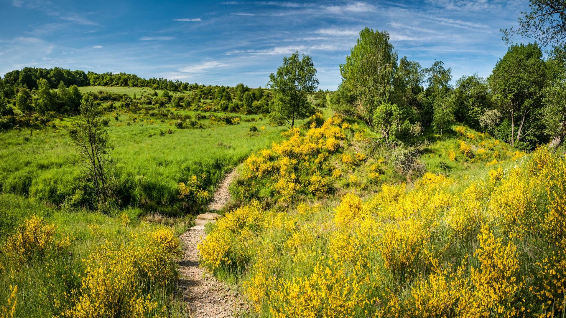 A holiday apartment in Schleiden-Gemünd at the national park Hiking trail through green meadows with yellow flowers under blue sky