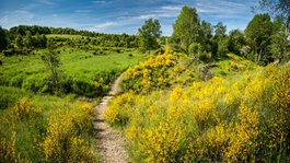 Ihre Unterkunft in Gemünd – Eifel-Urlaub voller Freiheit Wanderweg durch grüne Wiesen mit gelben Blumen unter blauem Himmel