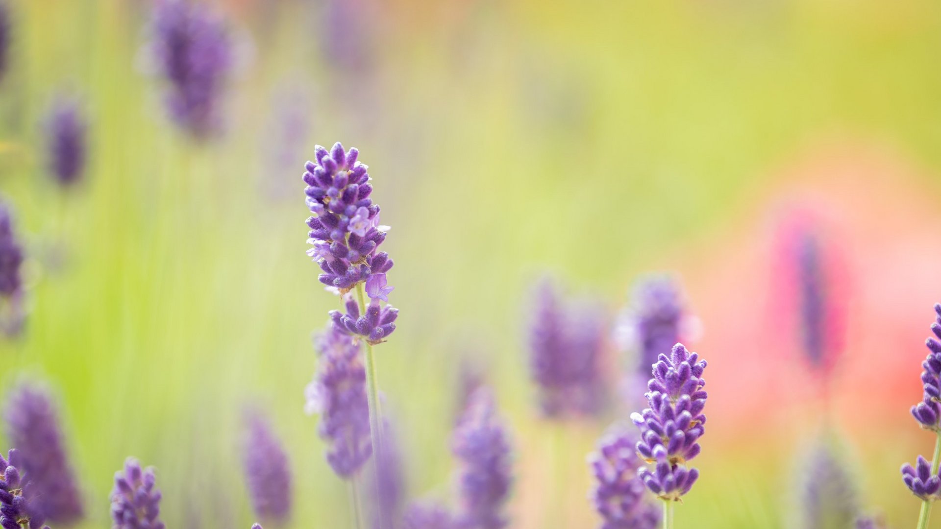 A holiday apartment in Schleiden-Gemünd at the national park Close-up of vibrant purple lavender flowers with a soft green background