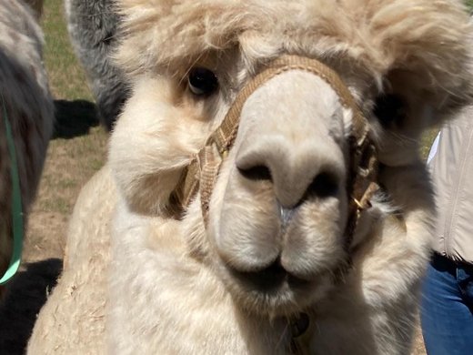 Family‑Friendly Nature Experience Close-up of an alpaca with fluffy hair in front of a wooden house
