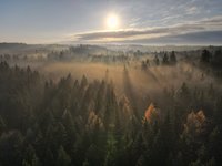 Herbst und Winterzauber in der Eifel genießen Sonnenaufgang über einem nebligen Wald, durch den goldene Lichtstrahlen fallen