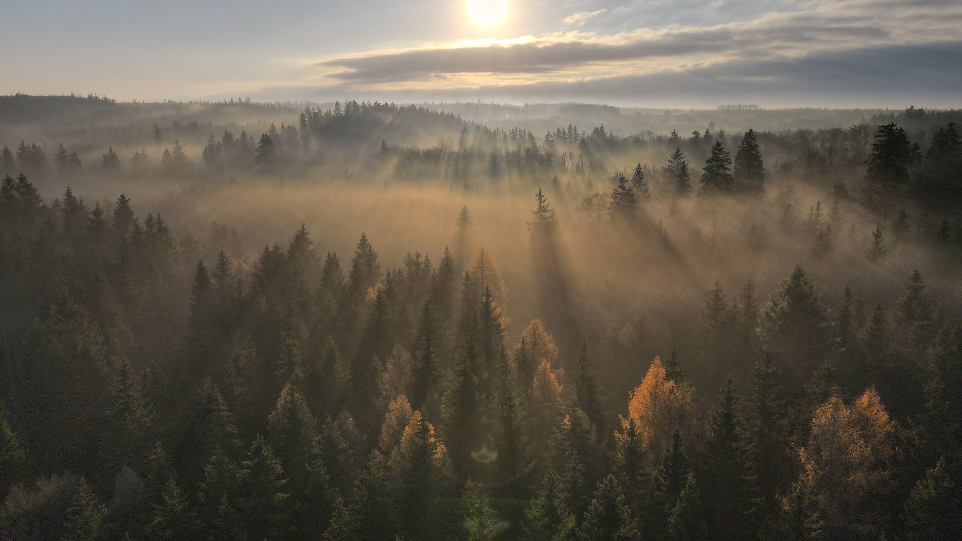 Herbst und Winterzauber in der Eifel genießen Sonnenaufgang über einem nebligen Wald, durch den goldene Lichtstrahlen fallen
