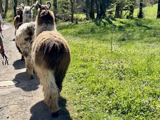 Family‑Friendly Nature Experience Several llamas being led on a forest path on leashes