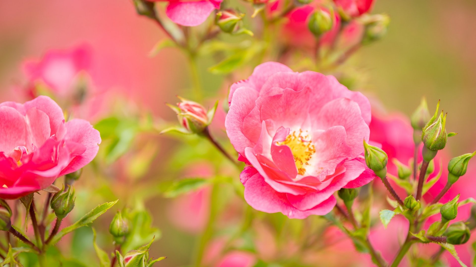 A holiday apartment in Schleiden-Gemünd at the national park Close-up of bright pink rose flowers and green buds