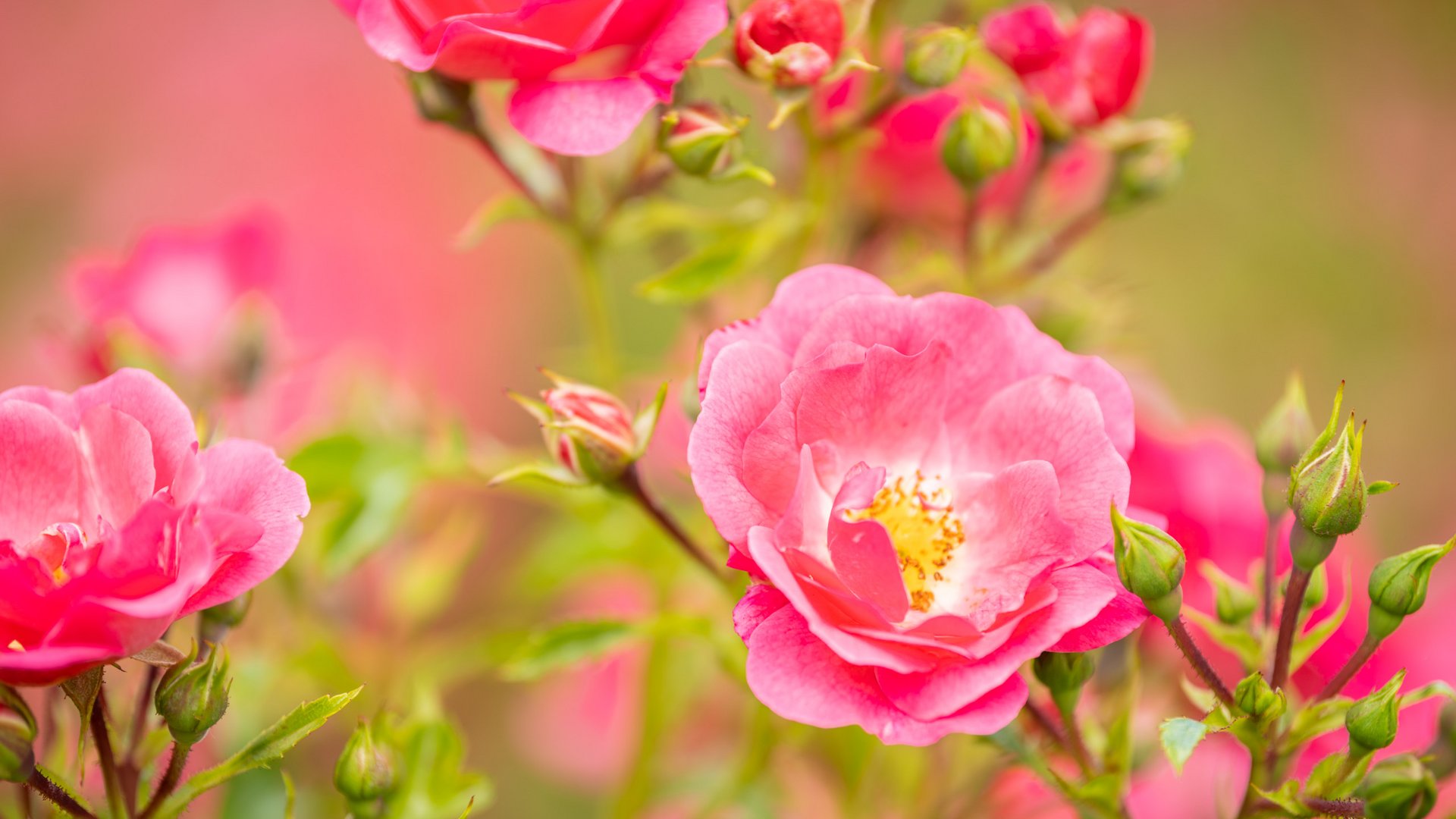 Holiday apartments in Gemünd with special flair Close-up of bright pink rose flowers and green buds