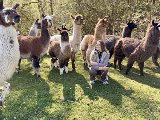 Family‑Friendly Nature Experience Woman sitting surrounded by several llamas on grass field in forest