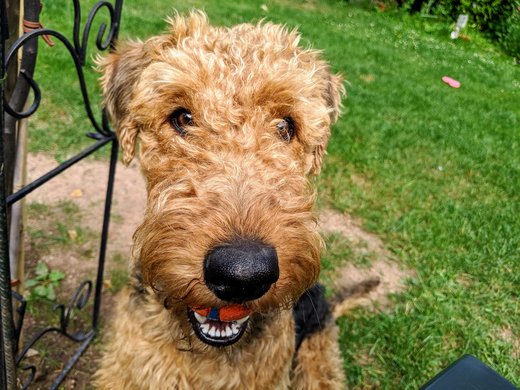 Ihre Unterkunft in der Eifel – Urlaub mit Hund Nahaufnahme eines Airedale-Terriers im Garten mit Ball im Maul