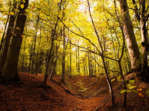 5 Tage Eifel Herbstwald mit gelben Blättern und Laub bedecktem Boden