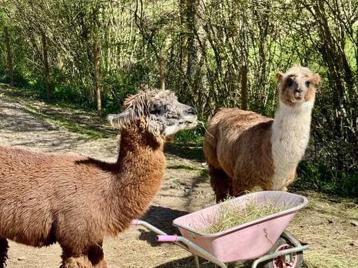 Family‑Friendly Nature Experience Two alpacas standing next to a wheelbarrow filled with hay on a sunny path