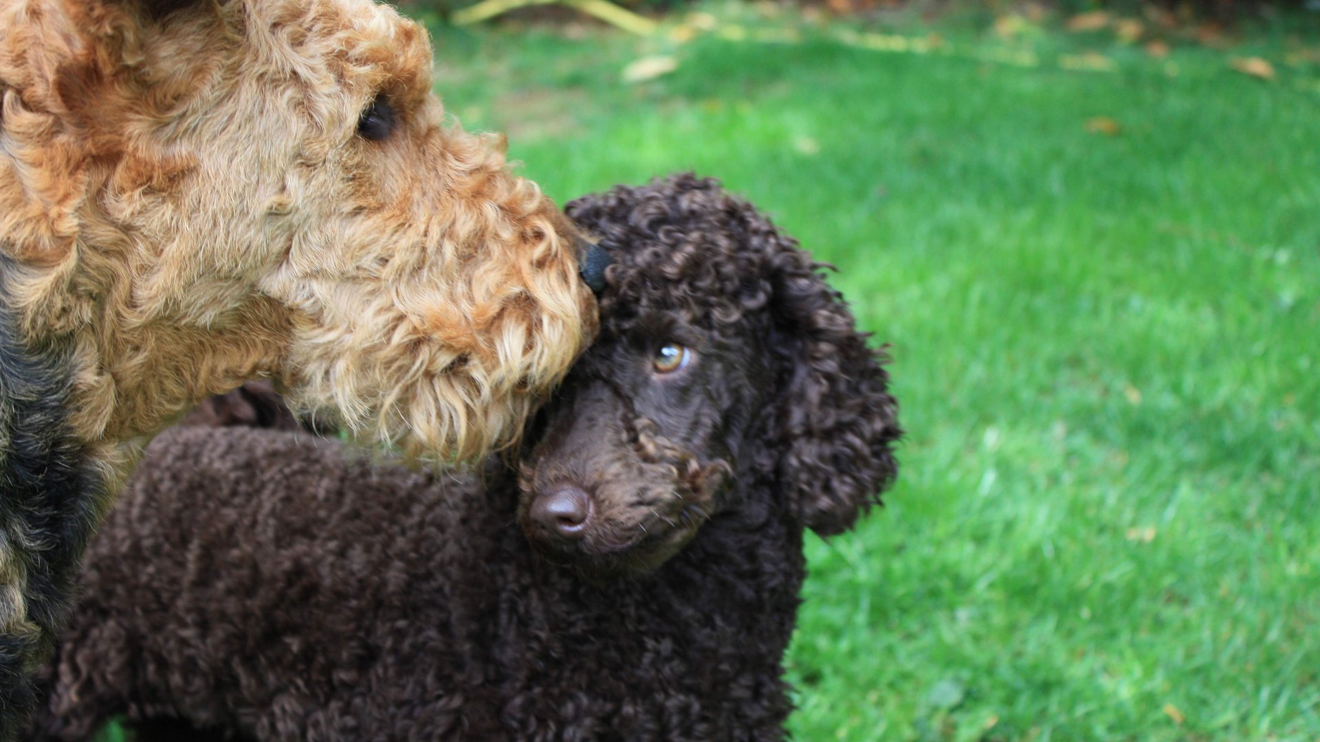 Ihre Unterkunft in der Eifel – Urlaub mit Hund Ein hellbrauner und ein dunkelbrauner Hund schnüffeln sich im Gras an