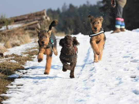 Ihre Unterkunft in der Eifel – Urlaub mit Hund Drei Hunde laufen auf einem verschneiten Weg, im Hintergrund steht eine Person